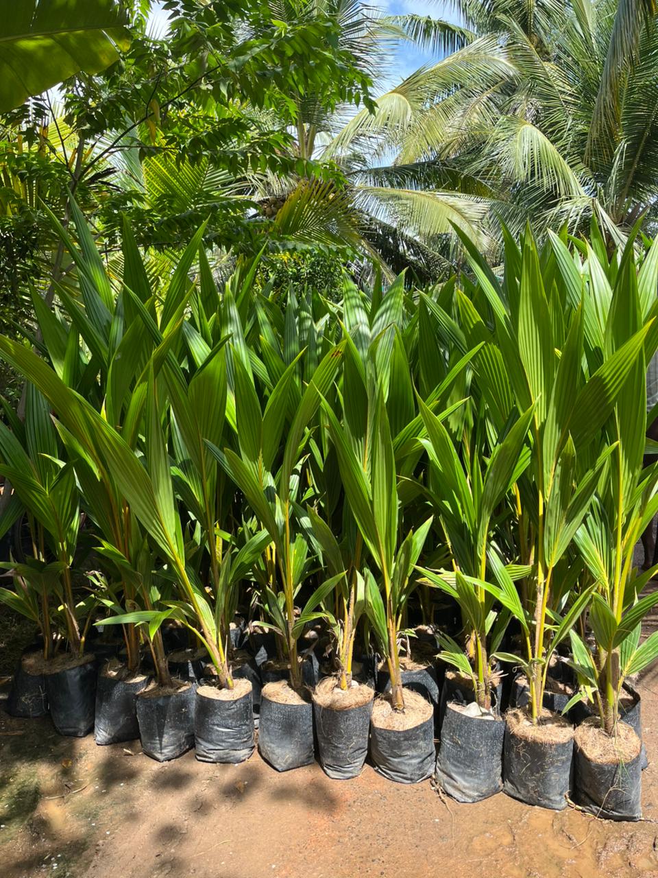 Mandya Tall x Dwarf Coconut