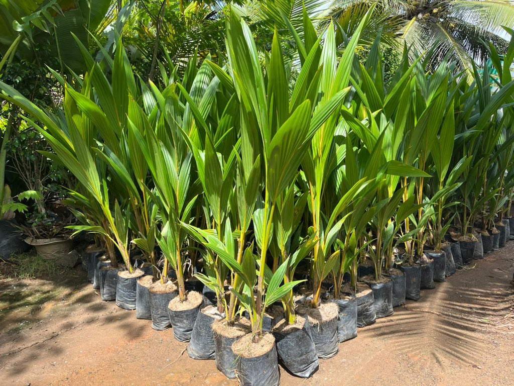 Mandya Tall x Dwarf Coconut
