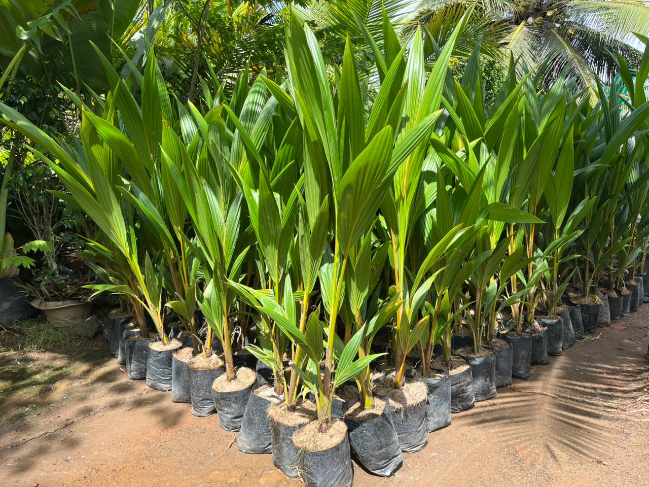 Mandya Tall x Dwarf Coconut