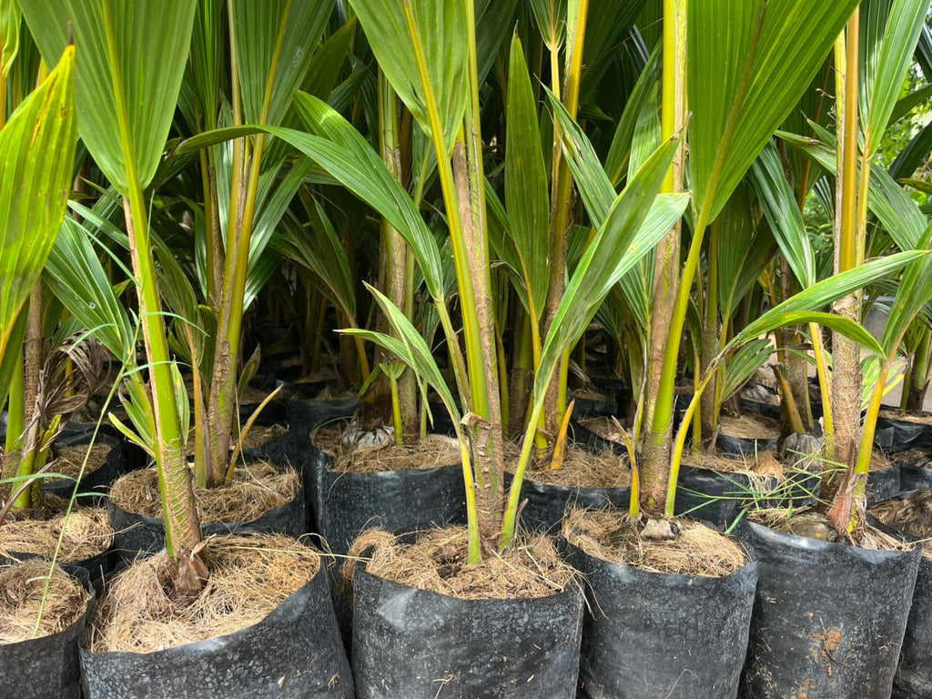 Mandya Tall x Dwarf Coconut