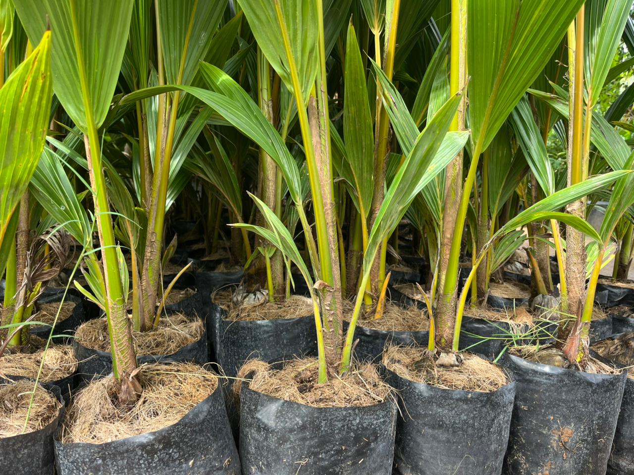 Mandya Tall x Dwarf Coconut