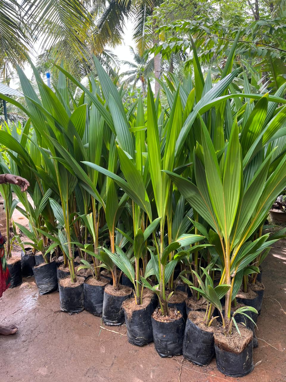 Mandya Tall x Dwarf Coconut