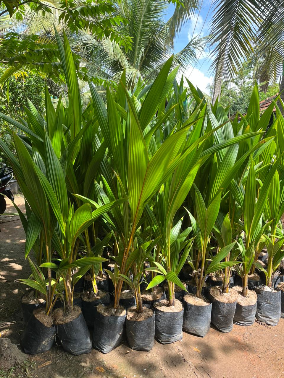 Mandya Tall x Dwarf Coconut