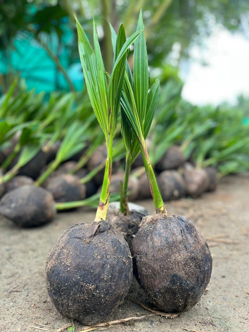 Malaysian Green Dwarf (மலேஷியா கிரீன்)