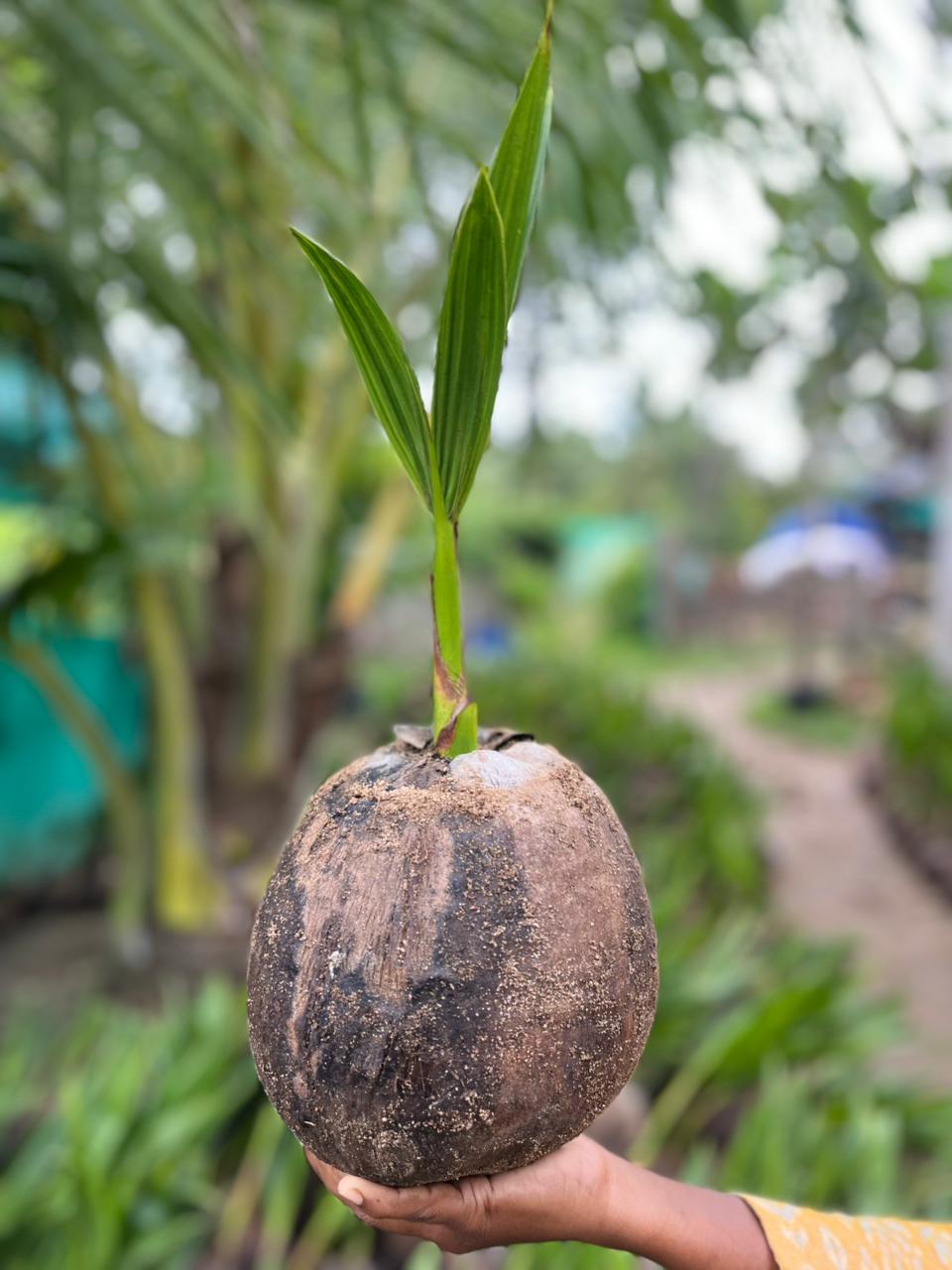 Malaysian Green Dwarf (மலேஷியா கிரீன்)
