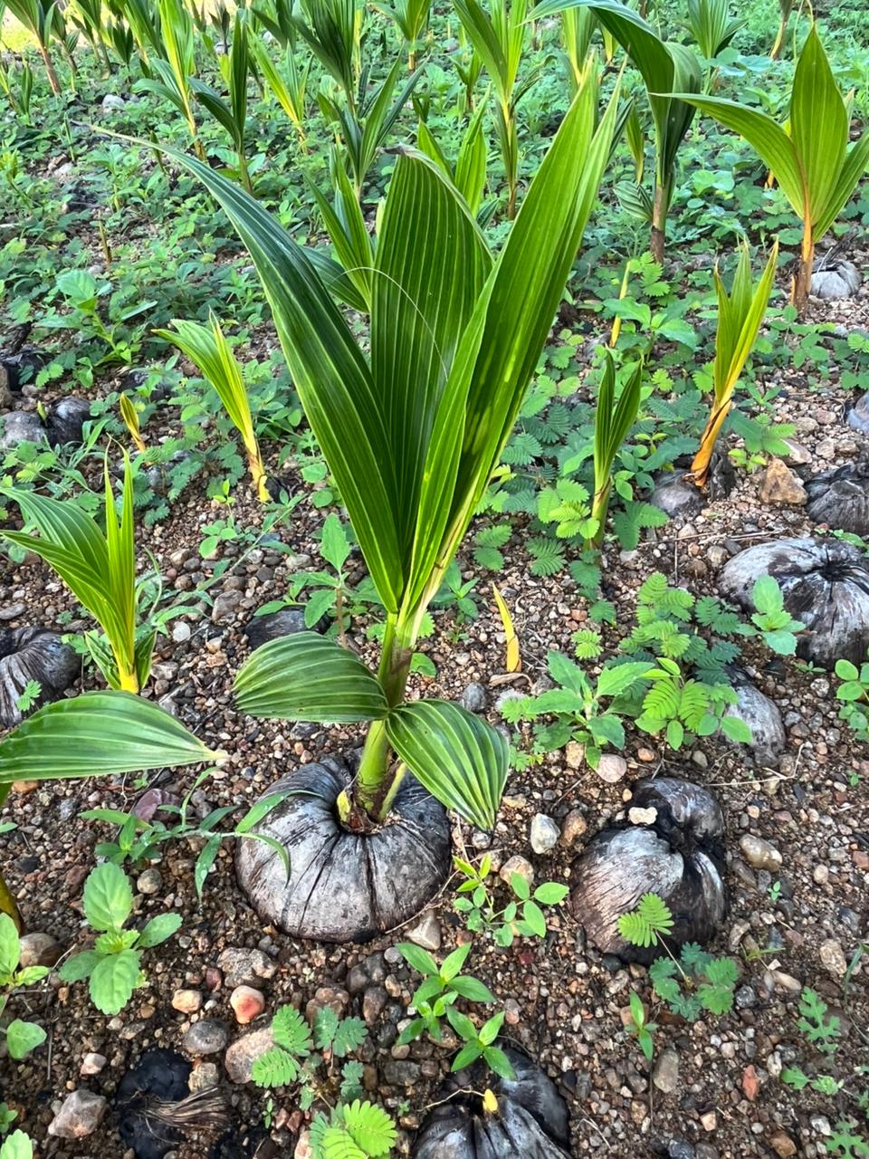 Malaysian Green Dwarf (மலேஷியா கிரீன்)