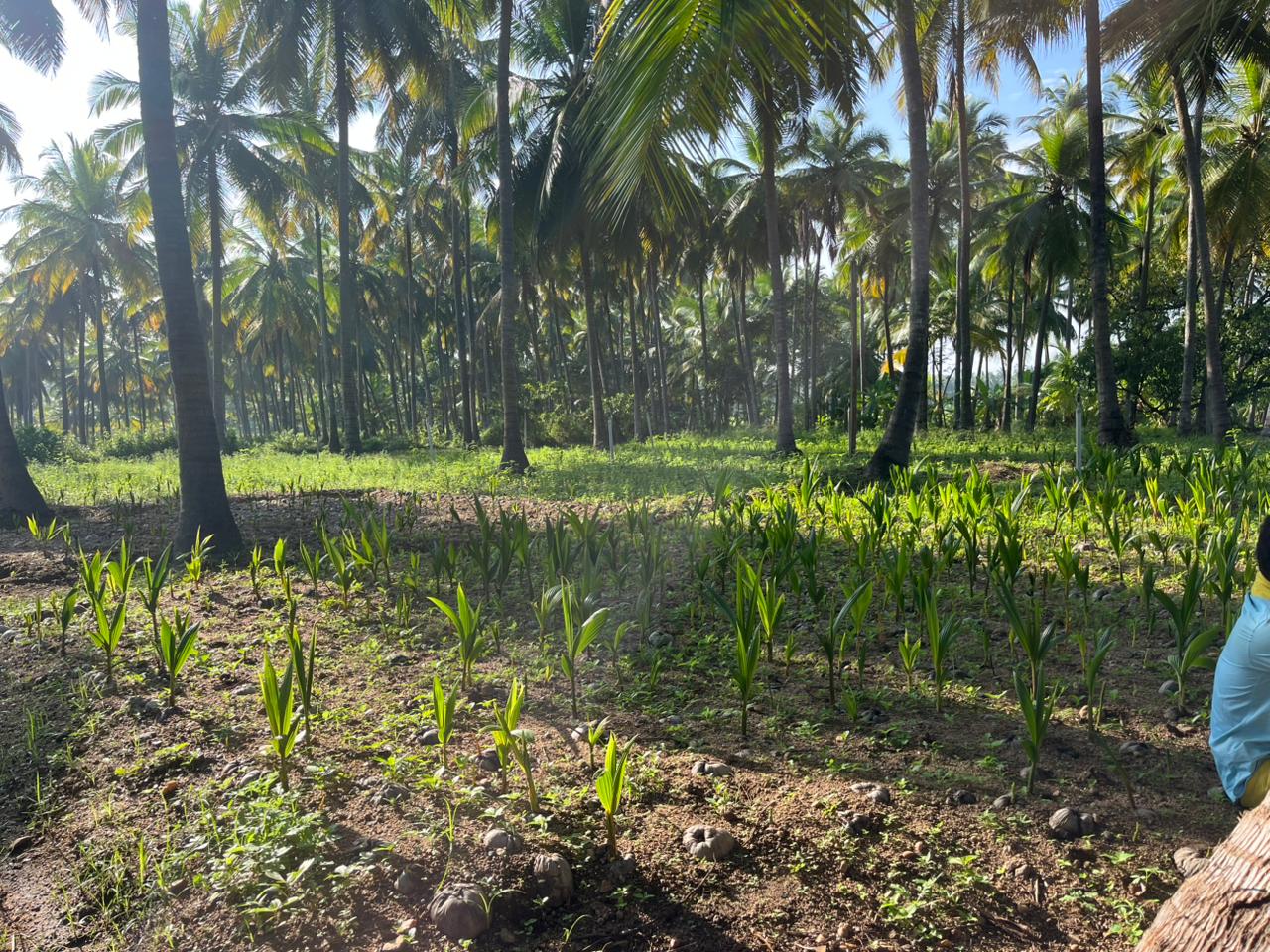 Malaysian Green Dwarf (மலேஷியா கிரீன்)