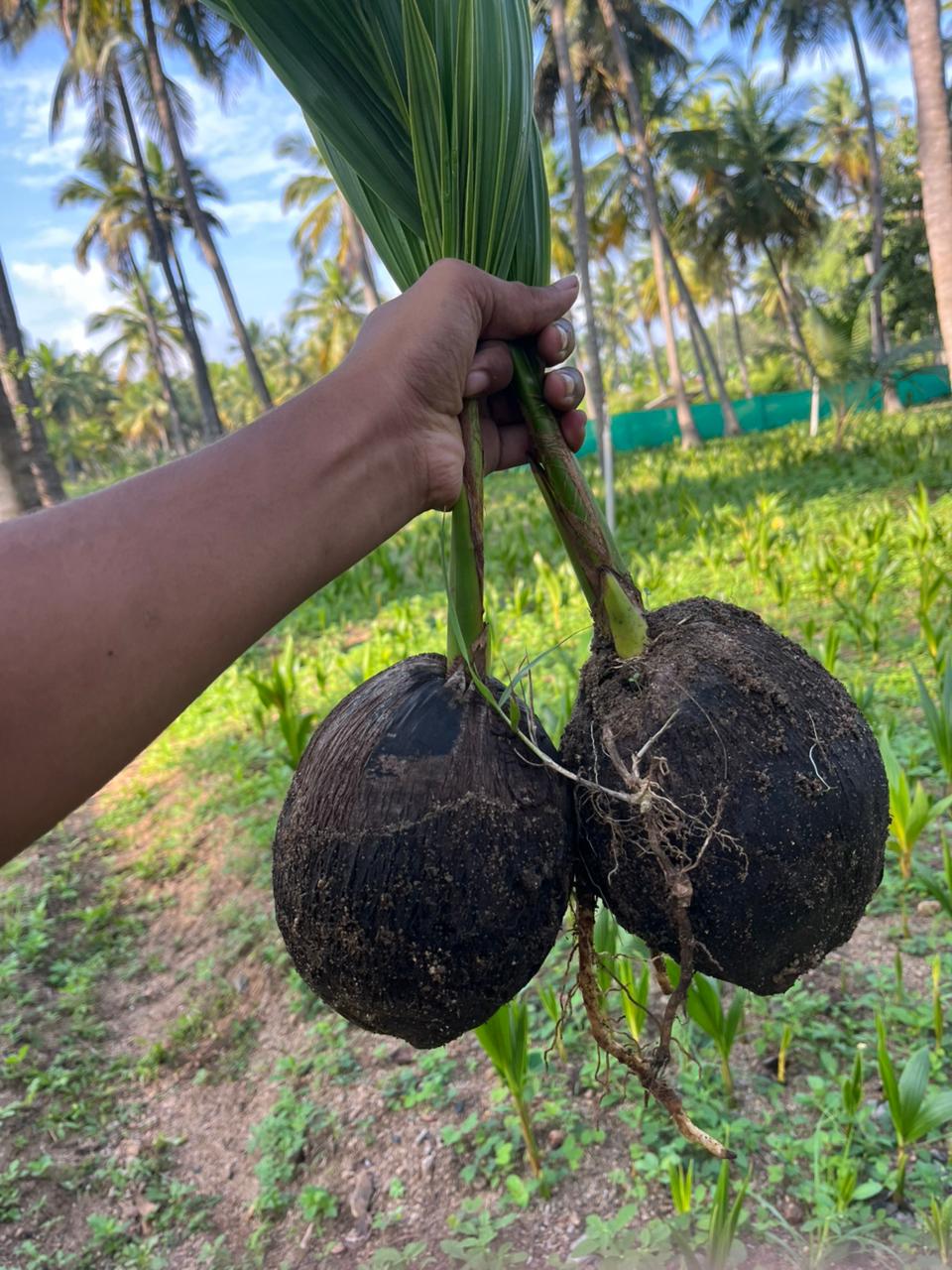 Malaysian Green Dwarf (மலேஷியா கிரீன்)