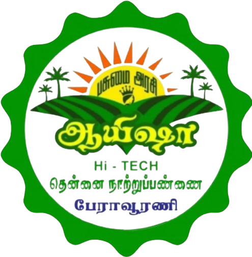 பசுமை அரசி ஆயிஷா தென்னை நாற்று பண்ணை